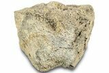 Dinosaur (Triceratops) Jugal Bone - Montana #308272-1